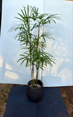 観葉植物 シュロチク」の人気商品一覧 | 安い商品を通販サイトから探す